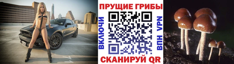 Псилоцибиновые грибы MAGIC MUSHROOMS продажа наркотиков Вольск